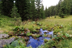 Kristallklare-Wasserquelle-